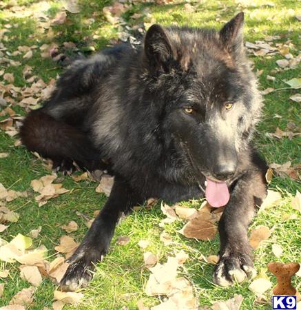 azwolfdogs Picture 2